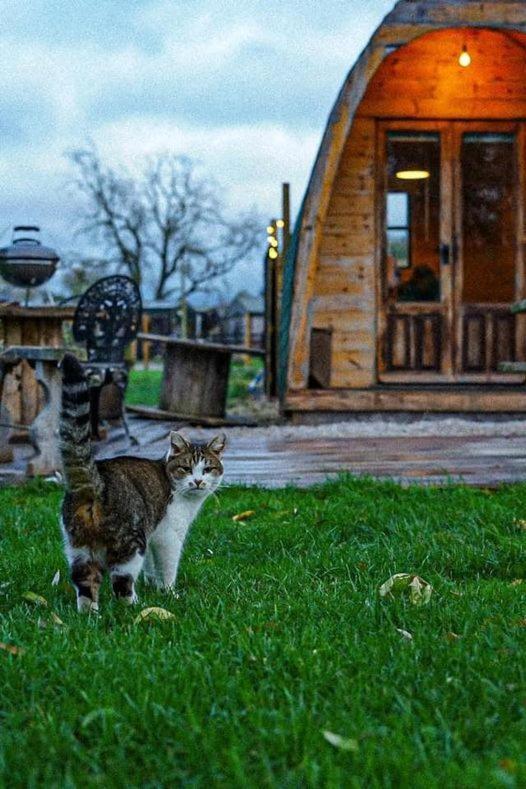 Skipbridge Farm Glamping York Bagian luar foto