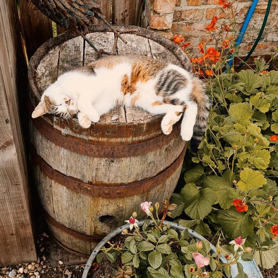 Skipbridge Farm Glamping York Bagian luar foto